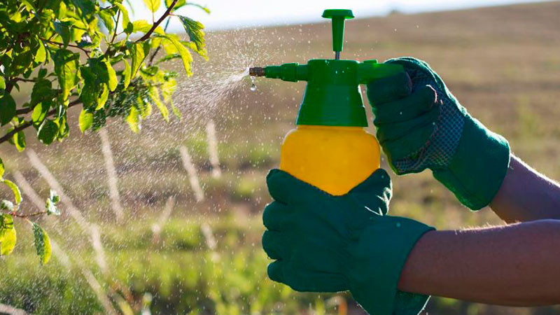 Fundamental el uso de tecnologÃ­a fitosanitaria para incrementar producciÃ³n de alimentos: UMFFAAC