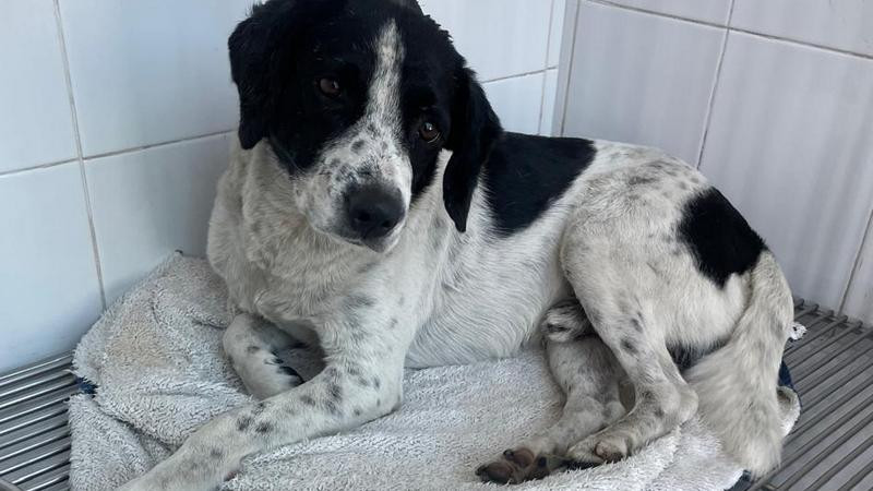 Â Justicia para Huesitos: Activistas exigen acciÃ³n inmediata ante la crueldad animal en ZitÃ¡cuaro