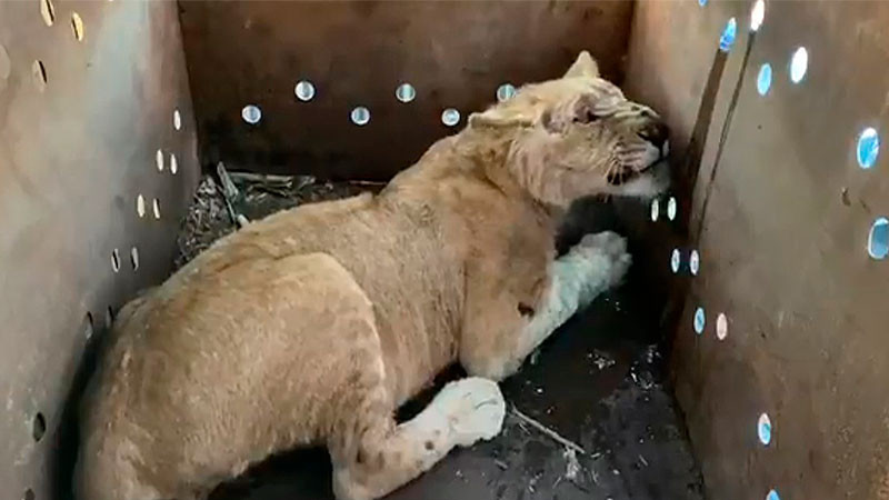 Rescatan un felino en Ahome, Sinaloa; suman 9 en los Ãºltimos dos meses