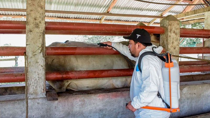 EU cierra importaciÃ³n de ganado mexicano, tras detectar gusano barrenador