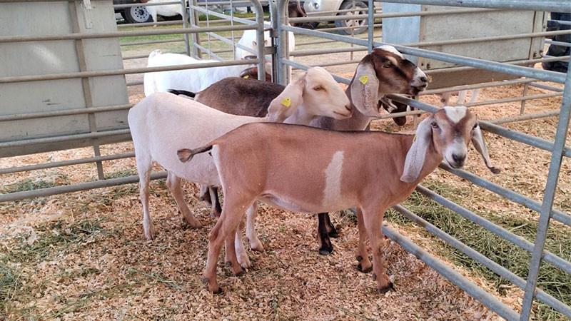 CambiarÃ¡ circulaciÃ³n vial durante la Feria Internacional Ganadera de QuerÃ©taro