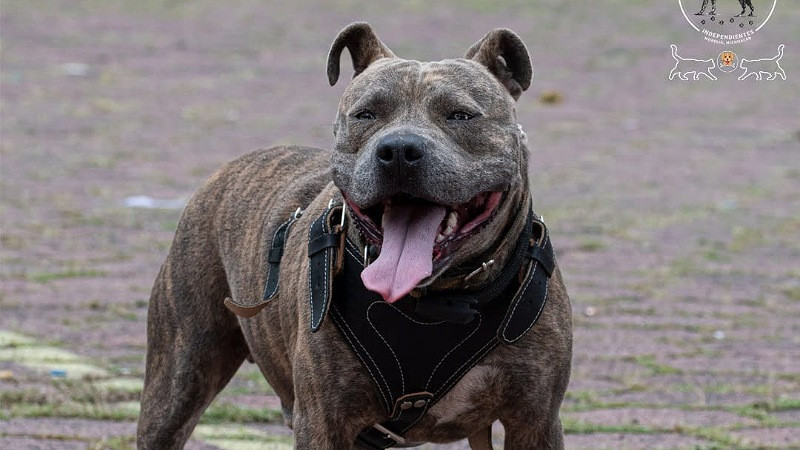 Este domingo Feria de adopciÃ³n en Morelia: una oportunidad para cambiar vidas