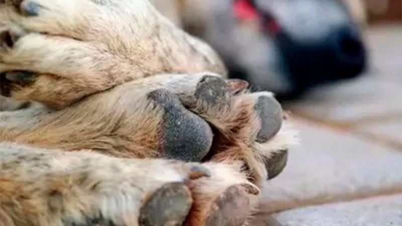 Envenenan a cinco perritos en YucatÃ¡n