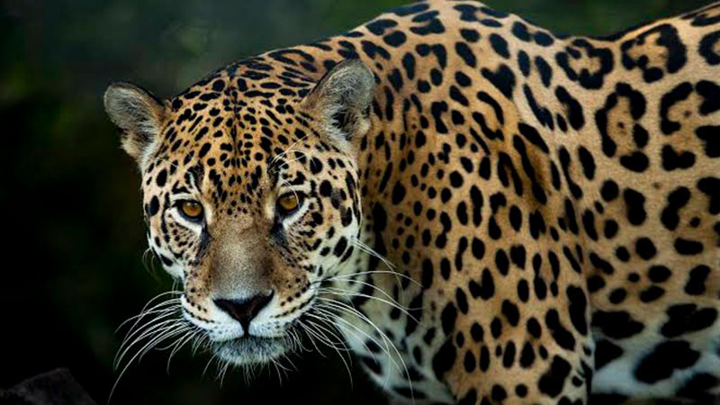 La UNBIO denuncia a SEDENA por daÃ±os a la fauna silvestre y leyes ambientales en el sureste mexicano 