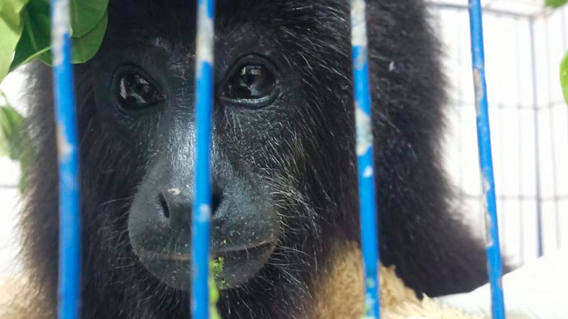 Presenta la AZCARM denuncia por amputaciÃ³n negligente de mono saraguato