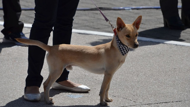 Realizan jornada de esterilizaciÃ³n en colonias, barrios y comunidades de QuerÃ©taro