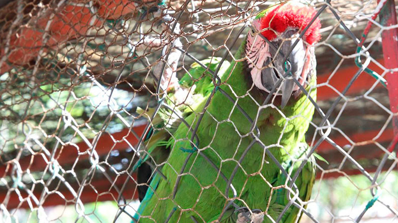 Trasladan a la Guacamaya Martha al ZoolÃ³gico de Morelia