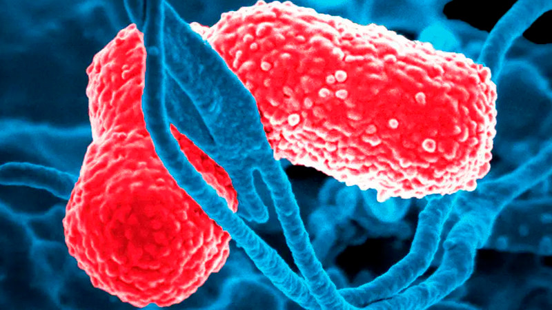 Deben sancionarse, dice Sheinbaum sobre muertes por bacteria klebsiella Oxytoca en el Edomex