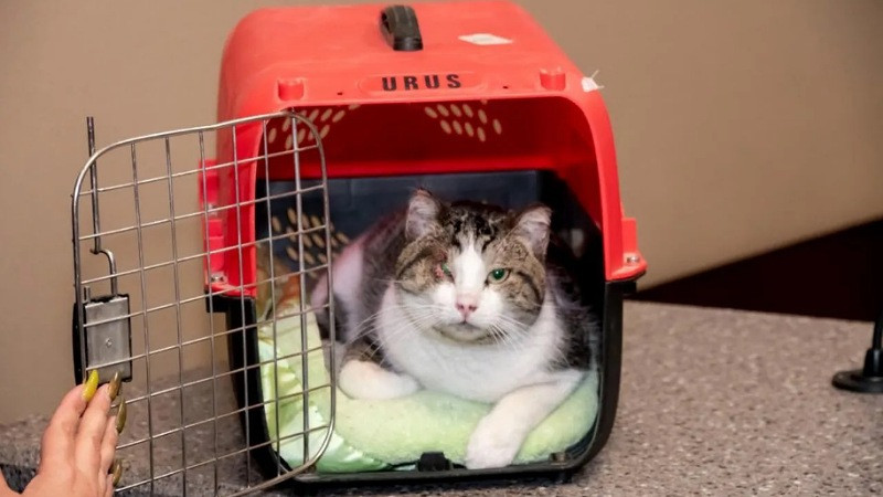 Logran primera sentencia en juicio oral por maltrato animal en Chihuahua