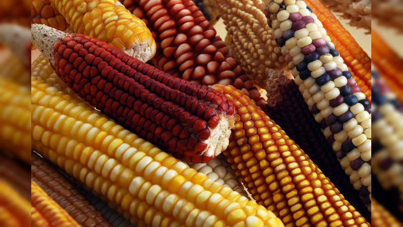 MÃ©xico pierde disputa por maÃ­z transgÃ©nico contra EU en panel del T-MEC