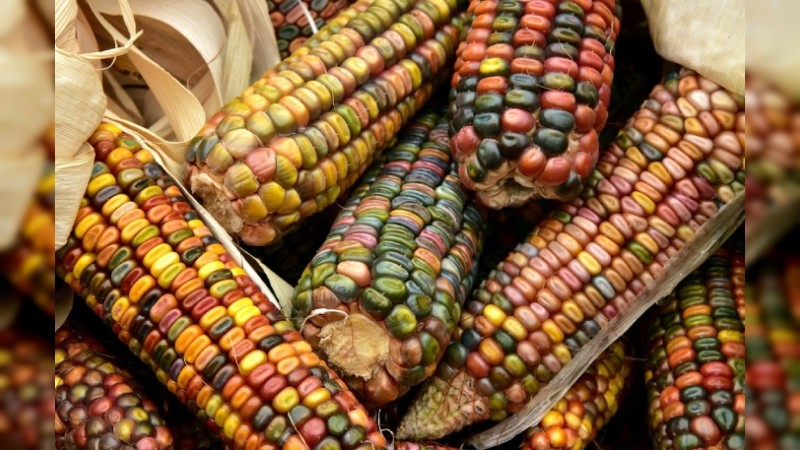 MÃ©xico prohibirÃ¡ siembra de maÃ­z transgÃ©nico, tras resoluciÃ³n del T-MEC: Sheinbaum