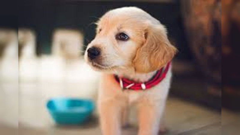 Suspenden crematorio clandestino de mascotas en TÃ©camac, Colima