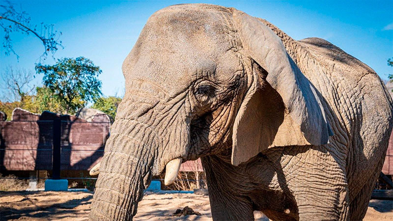 Fallece la elefanta mÃ¡s longeva del mundo 