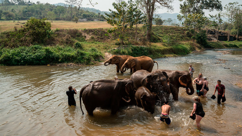 En Tailandia, turista espaÃ±ola fallece por ataque de elefanteÂ 