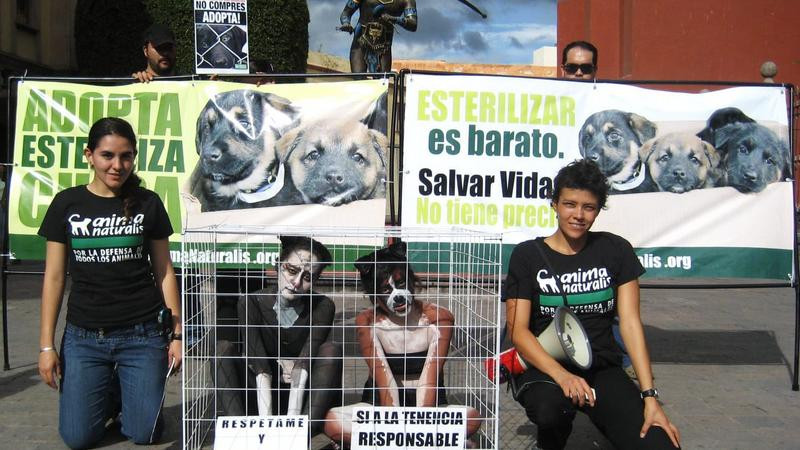 Crueldad animal cometida por menores de edad, aumentÃ³ un 100% desde 2018: AnimaNaturalis MÃ©xicoÂ 