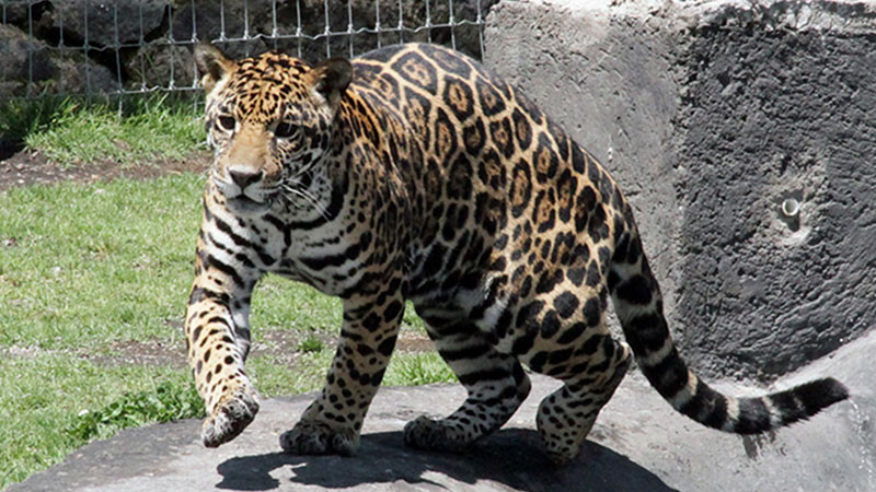 Profepa presentarÃ¡ denuncia penal contra hombre que matÃ³ a jaguar en SLP
