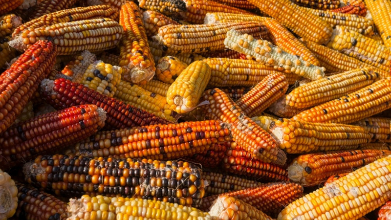 Claudia Sheinbaum impulsarÃ¡ reforma constitucional que prohÃ­ba siembra de maÃ­z transgÃ©nico