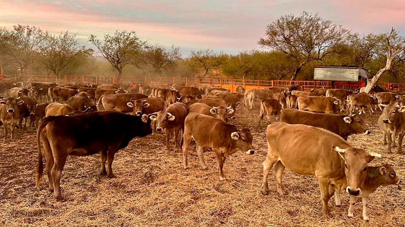 Amenaza polÃ­tica restrictiva de Trump al sector ganadero mexicano: consultor 