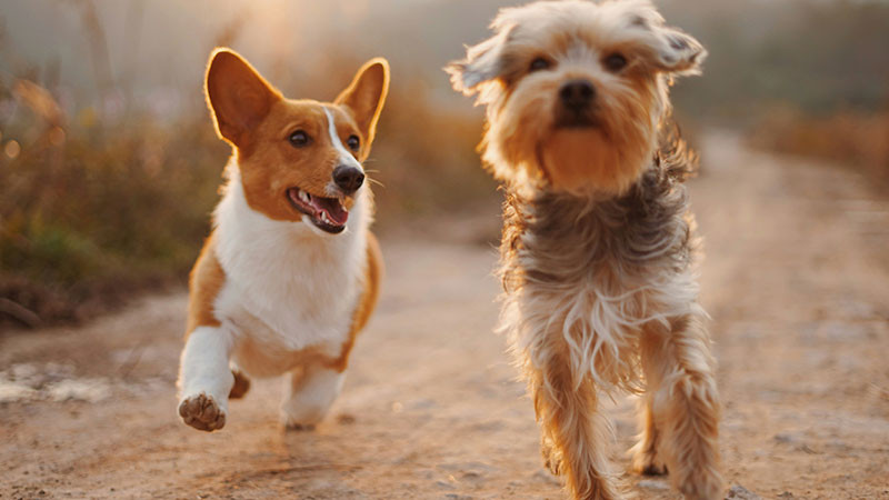 ColocarÃ¡ municipio de QuerÃ©taro 15 mil chips para mascotas: Lennys MelÃ©ndez