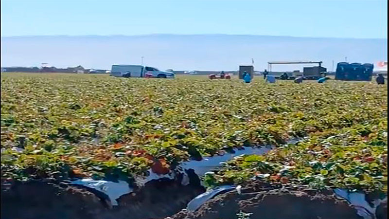 Migrantes michoacanos se ausentan de sus trabajos por temor a deportaciones