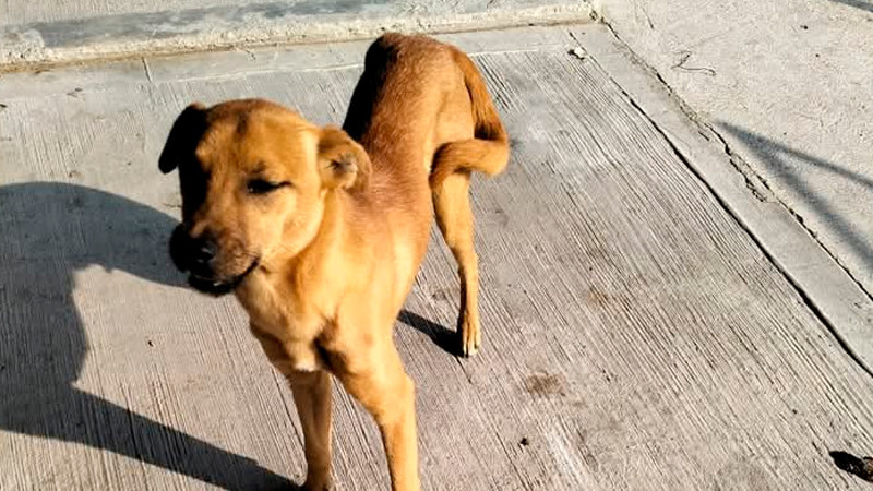 Alertan envenenamiento masivo de perros y gatos en Atotonilco de Tula, Hidalgo