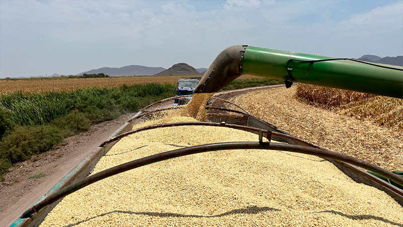 Se disparan nerviosismo e incertidumbre en sector agroalimentario: NexusAgronegocios