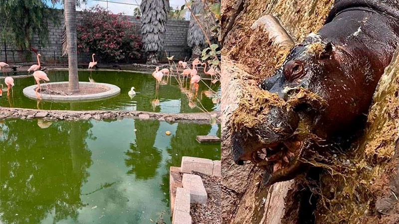 SacarÃ¡ adelante al ZoolÃ³gico Wameru una inversiÃ³n privada: Mauricio Kuri 