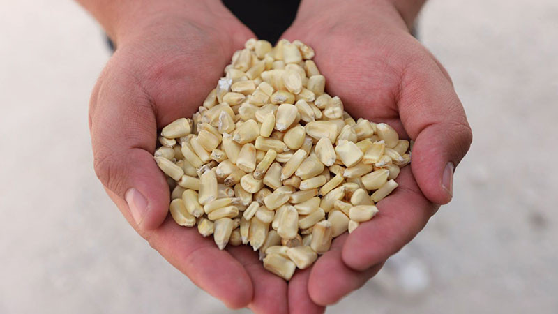 Entrega SEDEA maÃ­z para consumo humano en TolimÃ¡n, QuerÃ©taro