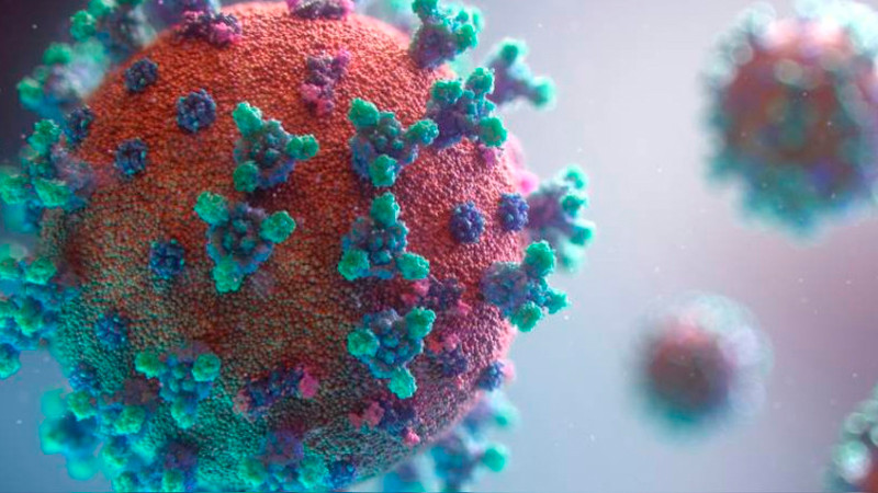 Descartan que nuevo coronavirus en murciÃ©lagos se transmita a humanos