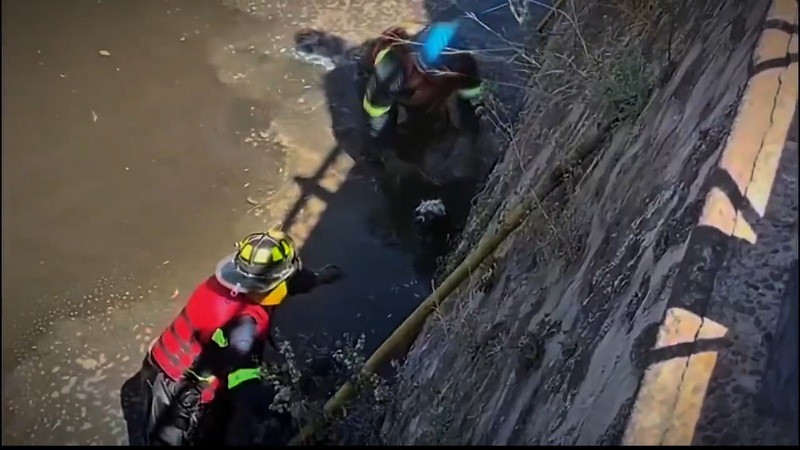 Rescatan a perrito que cayÃ³ en un rÃ­o de QuerÃ©taro