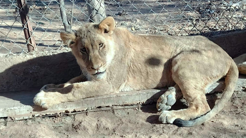 Ante grave situaciÃ³n ambiental, la AsociaciÃ³n de ZoolÃ³gicos de MÃ©xico le exige al PVEM que sÃ­ legisle para proteger la ecologÃ­a nacional