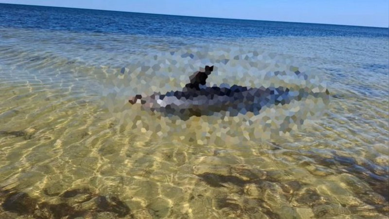 Hallan sin vida a delfÃ­n en costas de YucatÃ¡n; alertan encallamiento por cambio climÃ¡tico