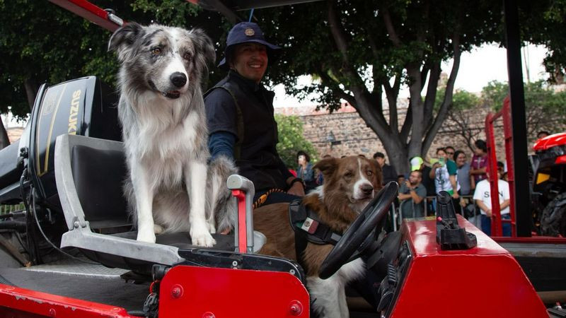 Milo, el perro rescatista de Bomberos QuerÃ©taroÂ 