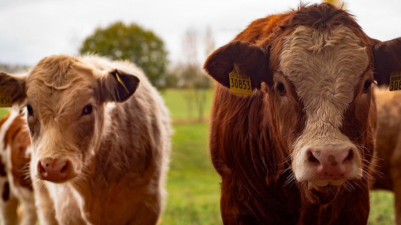 Investigan muerte de ganado en el municipio de ColÃ³n, QuerÃ©taro