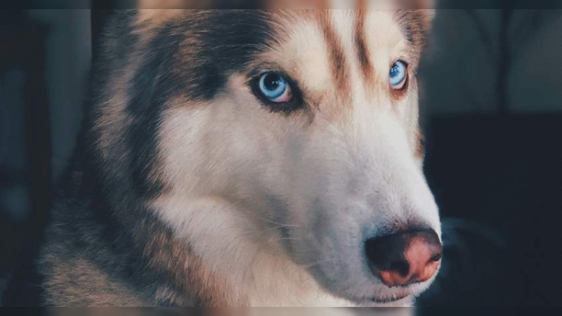 Animalistas acusan a transportistas de Morelia de atropellar perros a propÃ³sito