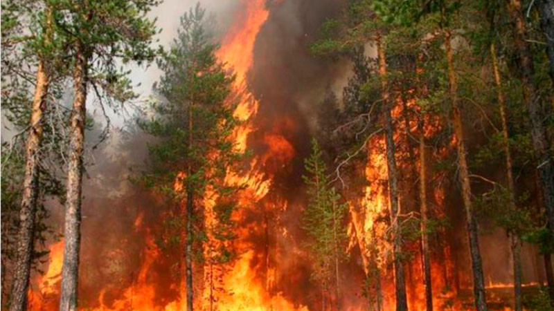 Suman 16 muertos por incendios forestales en Corea del Sur