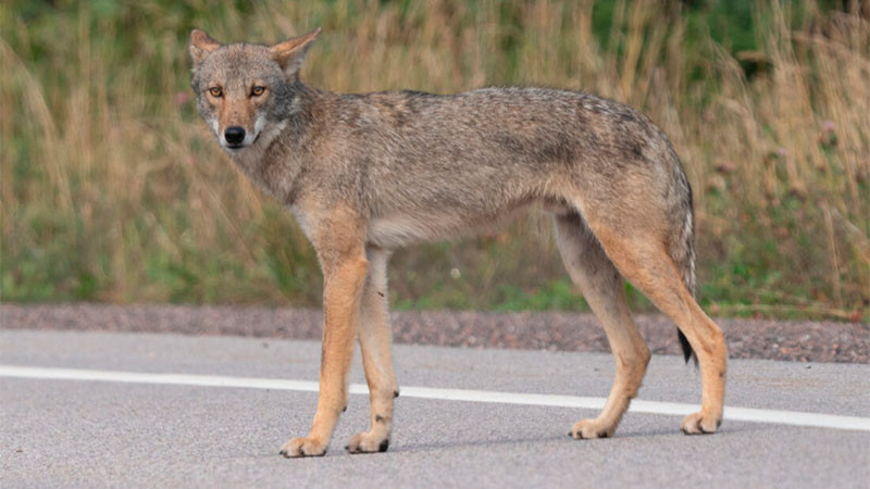 Piden ayuda para localizar a coyote que se fugÃ³ de zoolÃ³gico de Chiapas