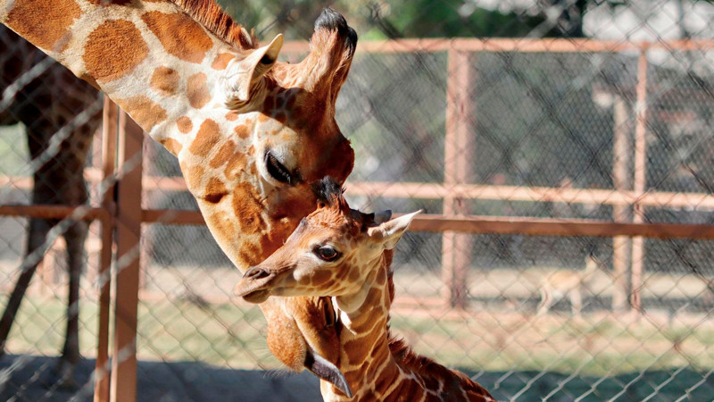 Conoce la tierna crÃ­a de jirafa que naciÃ³ en el ZoolÃ³gico de Morelia