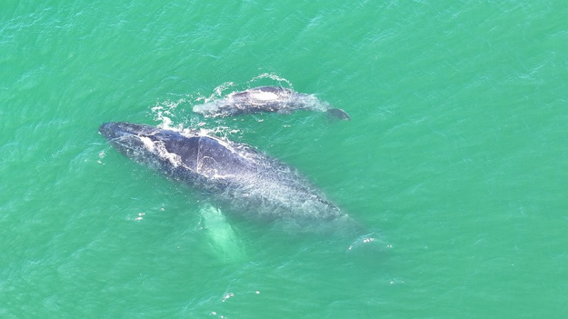 Marina resguarda a ballena jorobada y su crÃ­a en Zihuatanejo, Guerrero