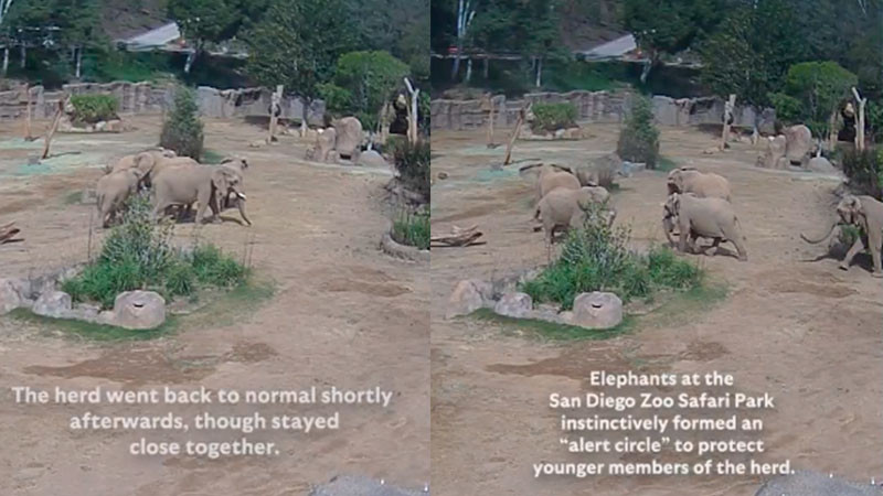 Elefantes protegen a sus crÃ­as durante sismo en California