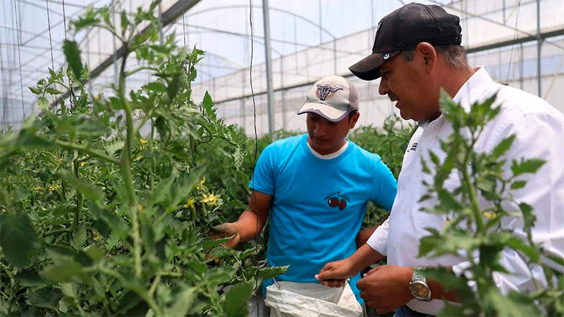 Estados Unidos es incapaz de producir jitomate con la calidad del de MÃ©xico: Eduardo ChÃ¡vez Hidalgo 