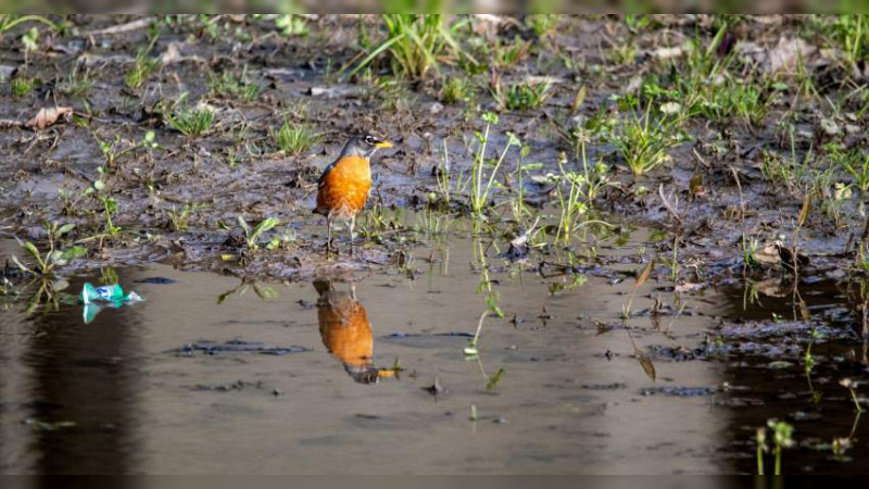 Se suspende trasvase de agua a Estados Unidos para priorizarla a Coahuila