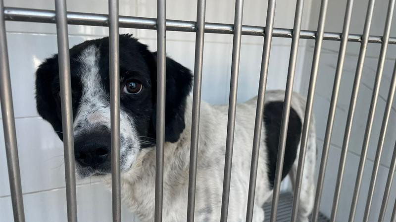 Caso â€œHuesitosâ€ marca un hito legal: agresora continÃºa presa y el perro es reconocido como vÃ­ctima en MichoacÃ¡n