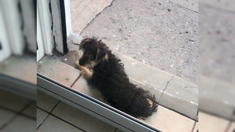 Retrasan arranque del programa de esterilizaciÃ³n y colocaciÃ³n gratuita de chips a perros y gatos en QuerÃ©taro