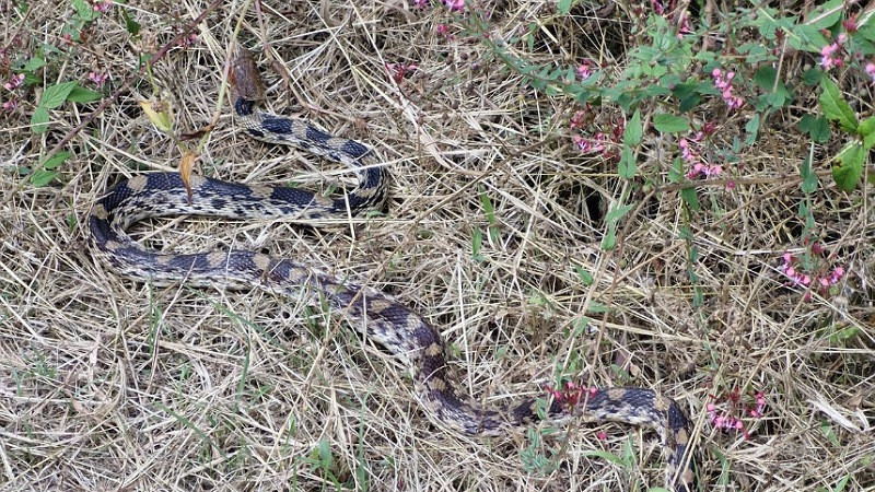Esto es lo que debes hacer ante desplazamiento de fauna silvestre por incendios