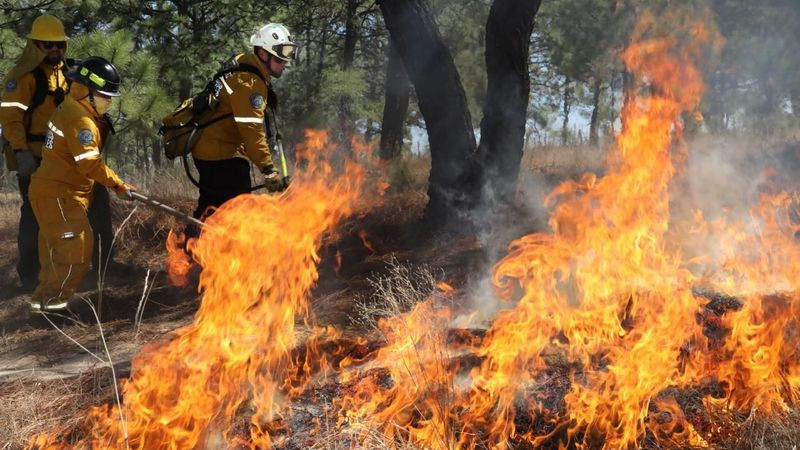 Brigadas forestales apagan 7 incendios: CofomÂ 