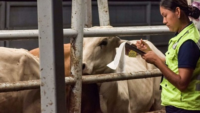 México hace todo lo “posible” para combatir al gusano barrenador: Berdegué