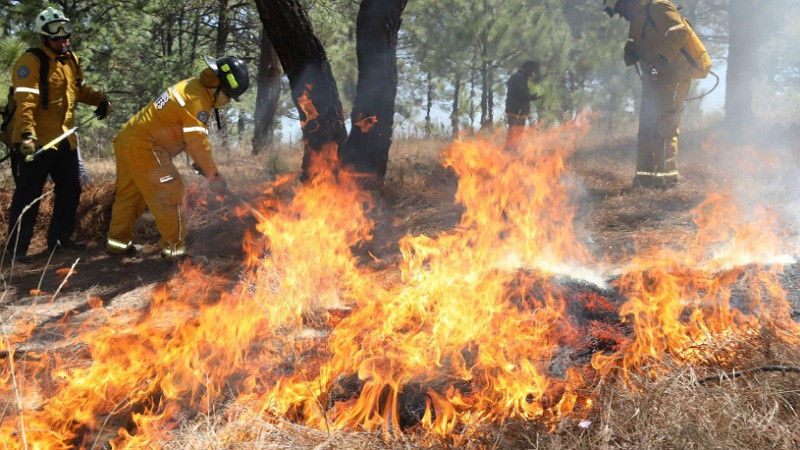 Segundos que salvan hectáreas, Guardián Forestal alerta a tiempo para control eficaz de incendios: Secma
