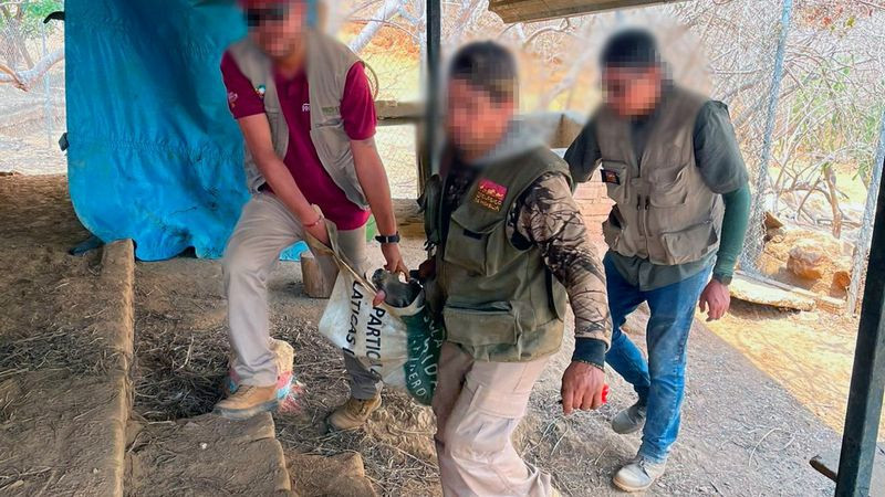 Apoya Zoológico de Morelia con traslado y resguardo de venados decomisados