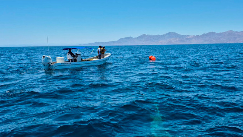 Semar rescata a ballena jorobada atrapada en el Golfo de California